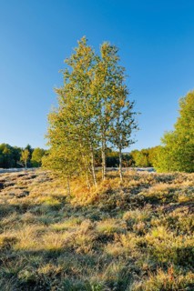 Yellow birch trees in the morning light on a moorland overgrown with heather near Les
