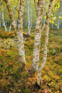 Birch forest amid heather and blueberry bushes, near Les Ponts-de-Martel in the canton of