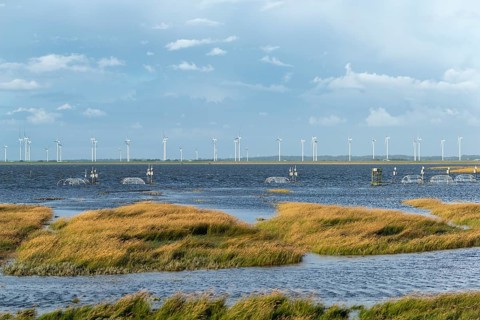 Flooded salt marshes at the Hamburger Hallig, University of Hamburg, Warming experiment, Warming