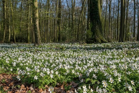Forest floor covered with wood anemone (Anemone nemorosa), Ahaus, Münsterland, North