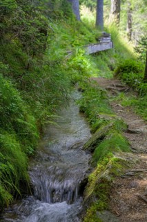 Hiking trail along the Ulfaser Waal, moss in Passeier, South Tyrol, Italy, Europe