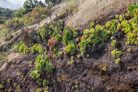 Houseleek (Aeonium), Buracas, La Palma Island, Spain, Europe