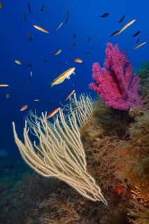 White gorgonian (Eunicella singularis), violescent mediterranean rainbow wrasse (Coris julis) in
