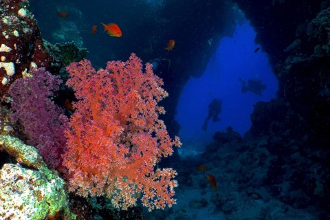 Hemprich's tree coral (Dendronephthya hemprichi) in a cave, diver in the background, St Johns Caves