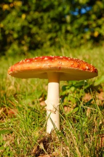 Fly agaric (Amanita muscaria) in a meadow, close-up, Emsland, Lower Saxony, Germany, Europe