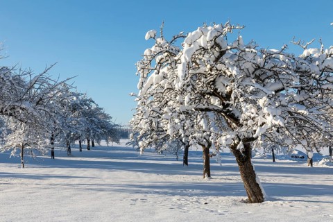 Winter meadow orchard, snow, winter, Leibertingen, Upper Danube nature park Park,