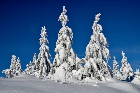 Snowy winter landscape near the Vogelskopf, near Baiersbronn, county Freudenstadt, Black Forest,