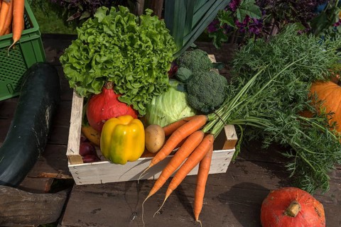 Mixed organic vegetables, Franconia, Bavaria, Germany, Europe