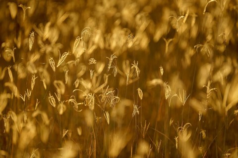 Blades of grass, abstract details against golden sunset light. Hwange National Park, Zimbabwe,