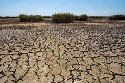 Heavily desiccated soil of Lake Neusiedl, Lake Neusiedl-Seewinkel National Park, Illmitz,