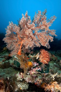 Solitary growing soft coral (Melithea) with extended polyps filtering plankton from the current,
