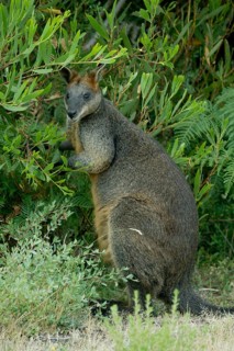 Swamp wallaby (Wallabia bicolor)