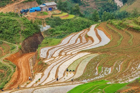 SAPA, VIETNAM, JUNE 10, 2011: Unidentified people working in rice field terraces (rice paddy) near