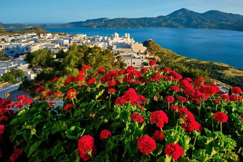 Red geranium flowers with Greek village Plaka in background on Milos island in Greece