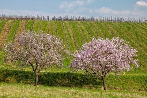 Blossoming almond trees in front of vineyard, cloudy sky, Southern Wine Route, Southern Palatinate,