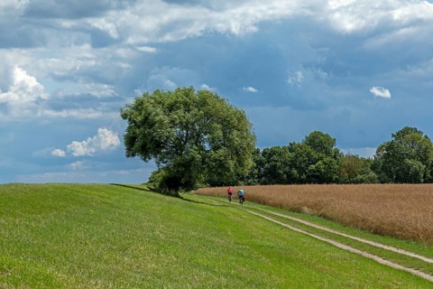 Cycle path on the dyke near Maasholm, Schleswig-Holstein, Germany, Europe