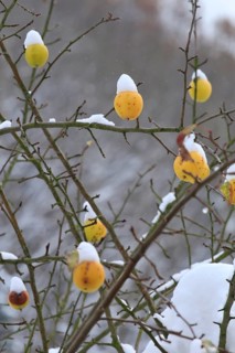 Winter, apple tree, Germany, Europe