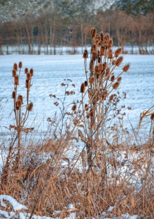 Wild teasel (Dipsacus fullonum) in winter, snow-covered meadow, Ternitz, Lower Austria, Austria,