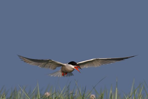 Common Tern (Sterna hirundo), flight study, animal in flight, Lower Saxon Wadden Sea National Park,