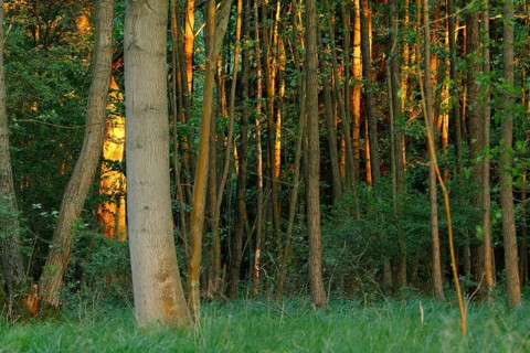 Alder forest in spring shortly after sunrise, Müritz National Park, Mecklenburg-Western Pomerania,