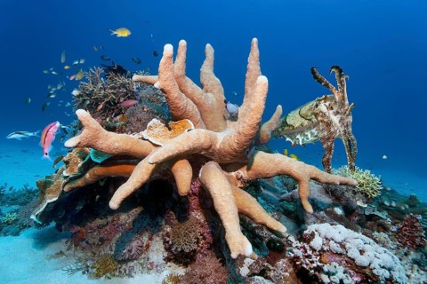 Broad-armed Sepia or broadclub cuttlefish (Sepia latimanus), right, hiding behind Acropora stony