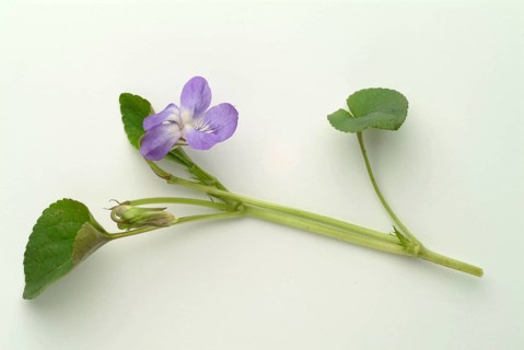 Violet, fragrant violet, medicinal plant, herb, wild plant, medicinal use, Viola odorata, Viola
