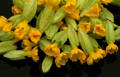 Common cowslip (Primula officinalis), cowslip, apothecary primrose, medicinal plant, flowers