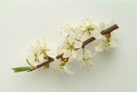 Flower of blackthorn (Prunus spinosa), blackthorn, medicinal plant, fruits, flowers and bark of