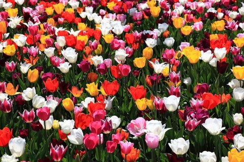 Many colourful tulips in one area