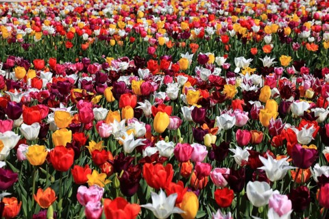 Many colourful tulips in one area