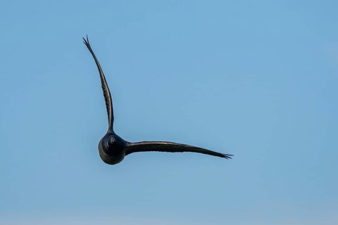 Brent Goose (Branta bernicla), bird in flight over Marshes at winter time