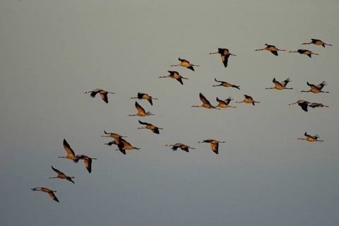 Crane (Grus grus) in flight, autumn crane migration, Mecklenburg-Western Pomerania, Germany, Europe