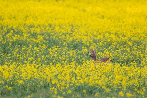 Roe deer (Capreolus capreolus) adult male buck in a summer farmland flowering rapeseed crop,