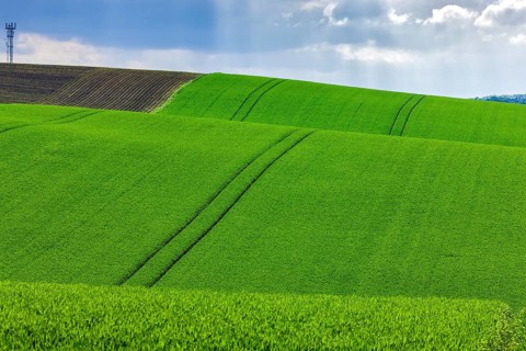 Fields near Lommatzsch
