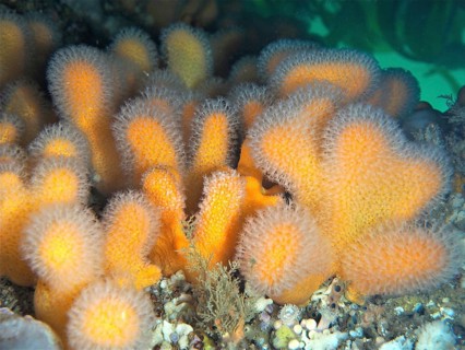 Dead man's fingers (Alcyonium digitatum), dive site Maharees Islands, Castlegregory, Co. Kerry,