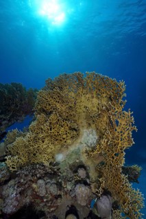 Net fire coral (Millepora dichotoma), net fire coral in backlight, dive site Sataya Reef, Red Sea,