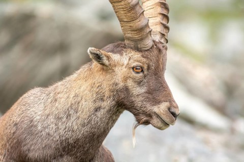 Ibex (capra ibex) in the rocky mountains of the Italian Alps. in the Gran Paradiso National Park.