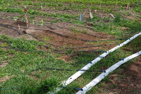 Alamosa, Colorado, Drip irrigation at the Rio Grande Farm Park. The commercial side of the
