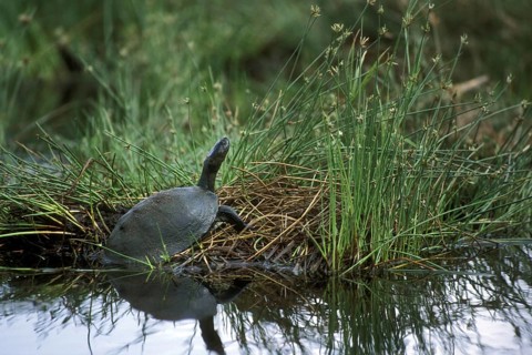 Serrated hinged terrapin (Pelusios sinuatus), African serrated mud turtle leaving the water, Kruger