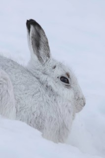 Close-up portrait of mountain hare (Lepus timidus), Alpine hare, snow hare in white winter pelage