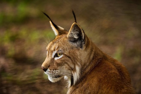 Eurasian lynx (Lynx lynx), northern lynx portrait, captive in Sababurg Zoo, Hofgeismar,