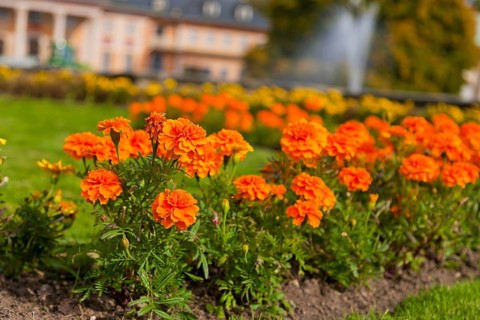 (Copyright © www.dresden fotografie.de) (Sylvio Dittrich) (+49 1772156417) Pillnitz Palace Park