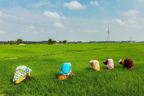 TAMIL NADU, INDIA, FEBRUARY 13, 2014: Unidentified Indian women harvests rice in the paddy field.