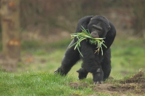 Common (hominidae) chimpanzee (Pan troglodytes), food, mouth, apes, anthropoidae, catarrhines