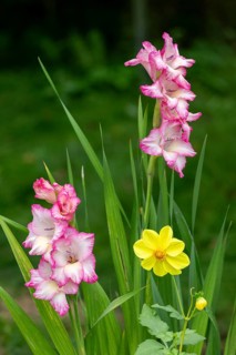Sword lilies (Gladiolus), Kiel, Schleswig-Holstein, Germany, Europe