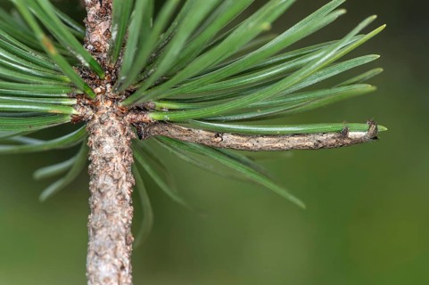 Caterpillar of the diamondback moth (Peribatodes rhomboidaria), imitating a small branch for