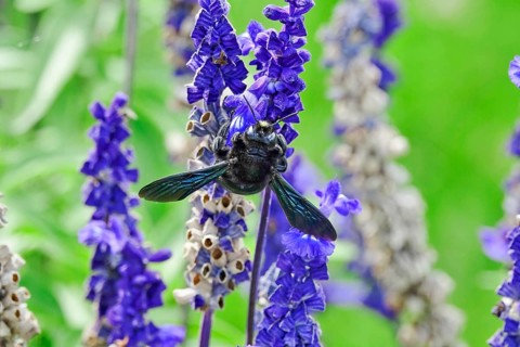 Carpenter bee (Xylocopa), Germany, Europe