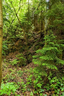 The Tharandt Forest, formerly known as the Grillenburg Forest, is a landscape in the centre of