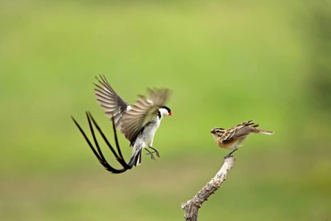 Pintailed Whydahs, pair, courting, Sabie Sand Game Reserve, South Africa (Vidua macroura)