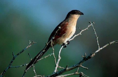 Burchell's Coucal, Kwazulu Natal, South_Africa (Centropus burchelli), Weissbrauen-Spornkuckuck,